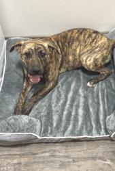 Found/Stray Female Dog last seen clbh blvd & augusta, Desert Hot Springs, CA 92240
