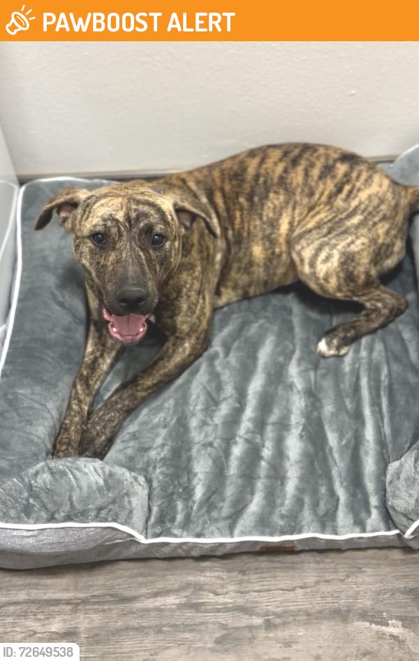 Found/Stray Female Dog last seen clbh blvd & augusta, Desert Hot Springs, CA 92240