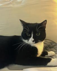 Lost Female Cat last seen Shady Canyon/ Park at Glen Arbor, Tomball, TX 77377