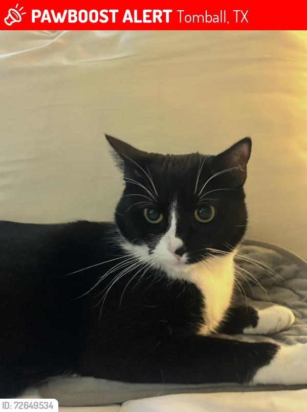 Lost Female Cat last seen Shady Canyon/ Park at Glen Arbor, Tomball, TX 77377