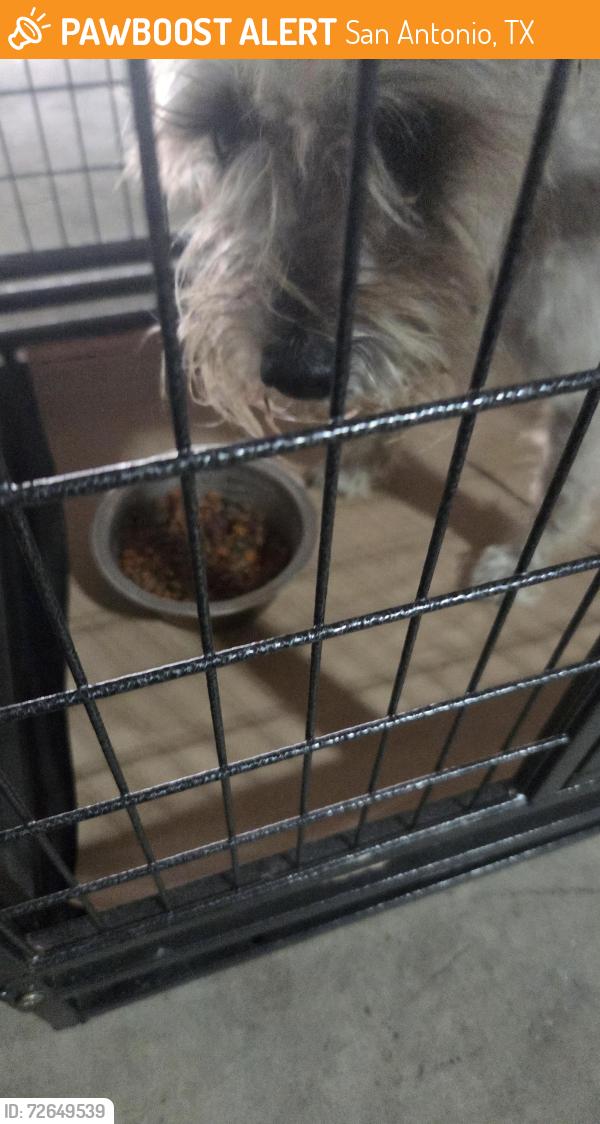 Found/Stray Male Dog last seen Near Adams Hills elementary , San Antonio, TX 78245