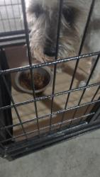 Found/Stray Male Dog last seen Near Adams Hills elementary , San Antonio, TX 78245