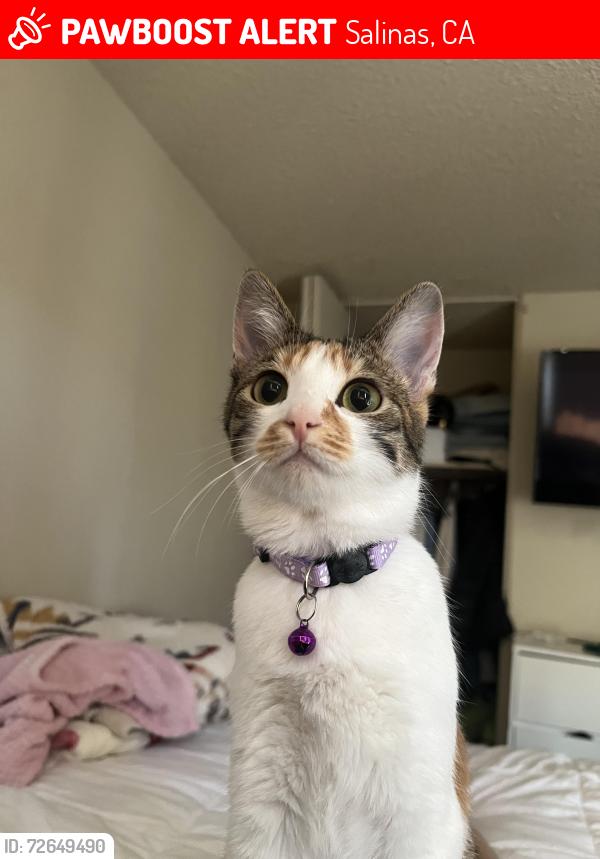 Lost Female Cat last seen Northgate Village apartments, Northgate park, Northridge park apartments , Salinas, CA 93906