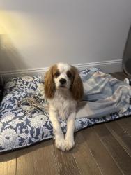 Found/Stray Male Dog last seen Near st , New York, NY 10032