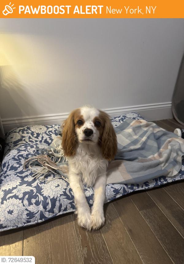 Found/Stray Male Dog last seen Near st , New York, NY 10032