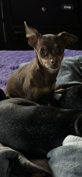 Lost Female Dog last seen Nacion ave and oak ct , Chula Vista, CA 91910