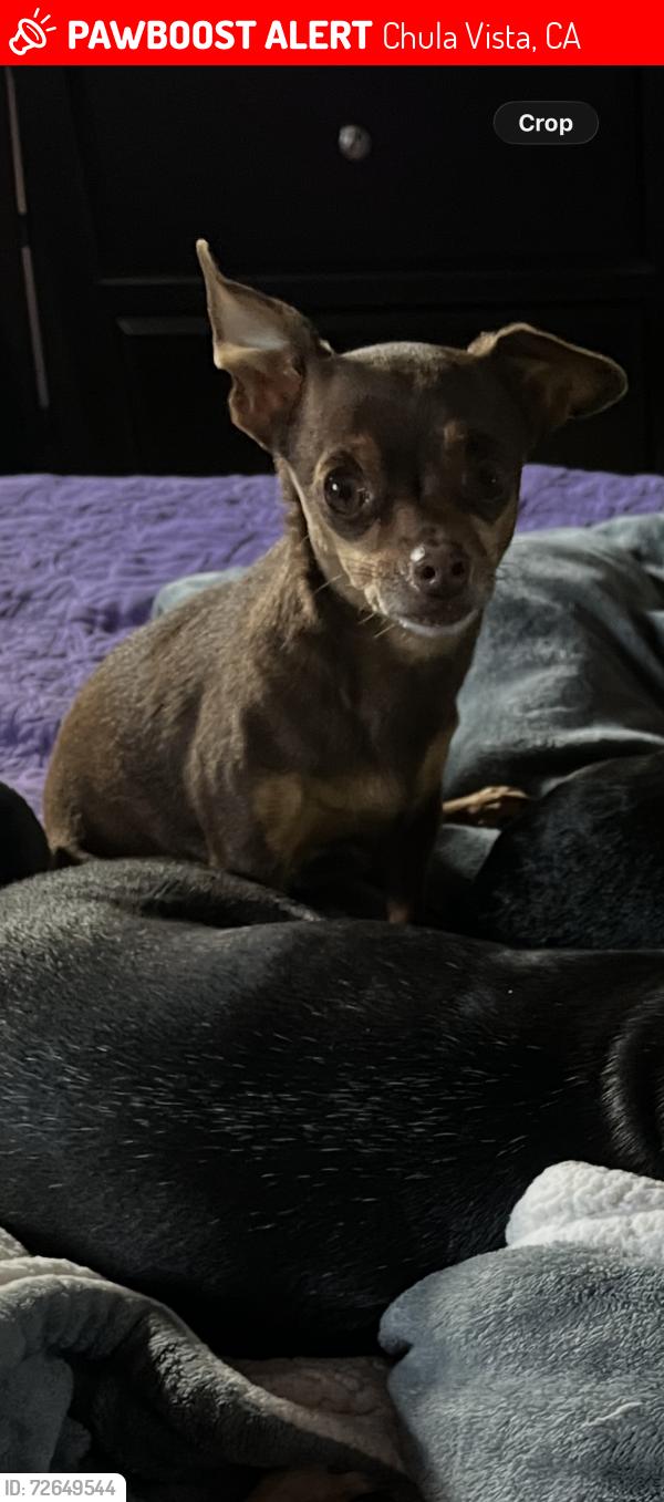 Lost Female Dog last seen Nacion ave and oak ct , Chula Vista, CA 91910