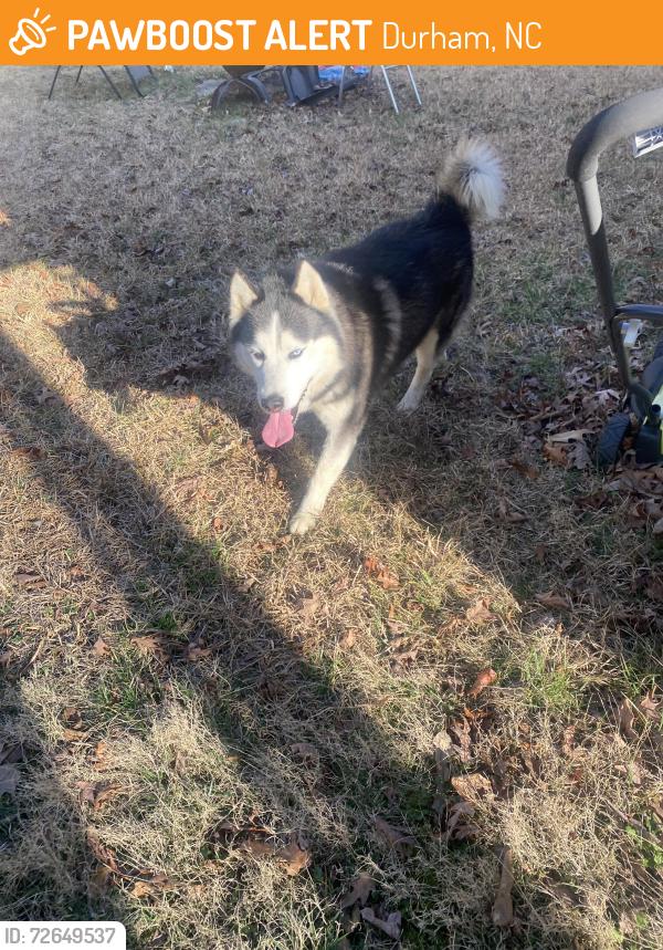 Found/Stray Unknown Dog last seen Candlewick way, Durham, NC 27704