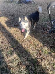 Found/Stray Unknown Dog last seen Candlewick way, Durham, NC 27704