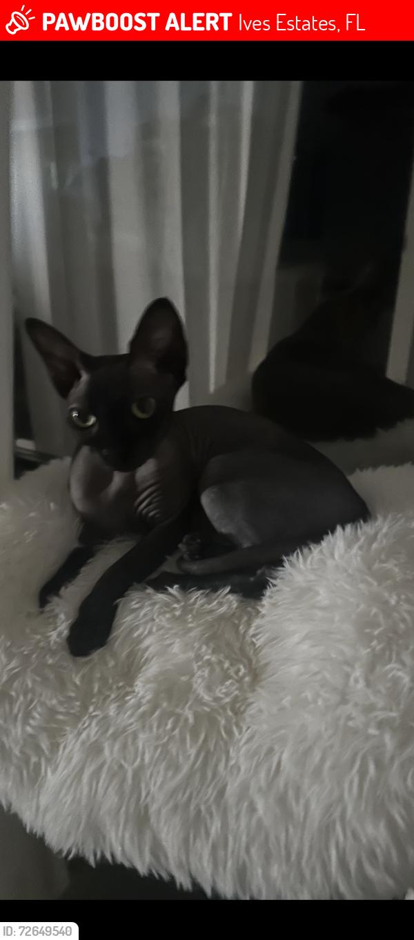 Lost Male Cat last seen Near terrace Miami 33179, Ives Estates, FL 33179