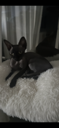 Lost Male Cat last seen Near terrace Miami 33179, Ives Estates, FL 33179