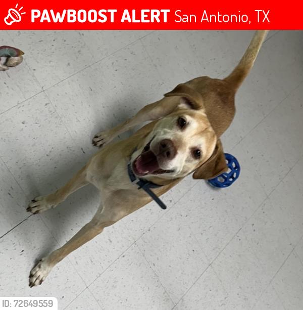 Lost Male Dog last seen Woodlake Binz-Engleman Rd , San Antonio, TX 78244