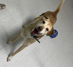 Lost Male Dog last seen Woodlake Binz-Engleman Rd , San Antonio, TX 78244