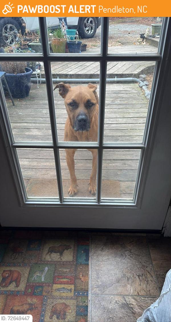 Found/Stray Male Dog last seen Vaughans Creek Rd and Boyce Rd?, Pendleton, NC 27862