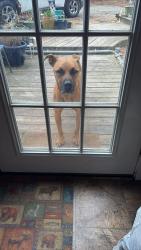 Found/Stray Male Dog last seen Vaughans Creek Rd and Boyce Rd?, Pendleton, NC 27862