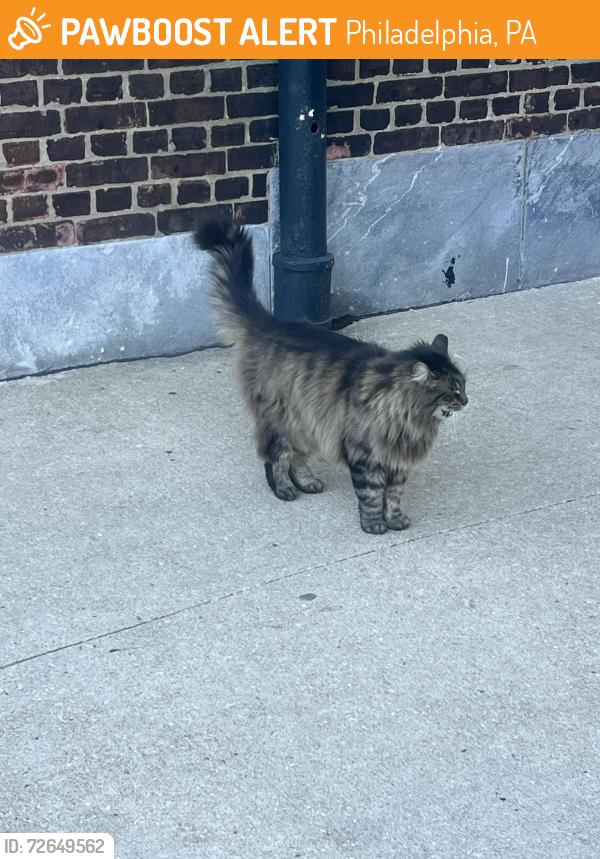 Found/Stray Unknown Cat last seen Orianna & wood, Philadelphia, PA 19123