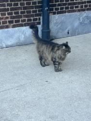 Found/Stray Unknown Cat last seen Orianna & wood, Philadelphia, PA 19123