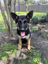 Found/Stray Female Dog last seen Herring Rd in Alvin, Alvin, TX 77511