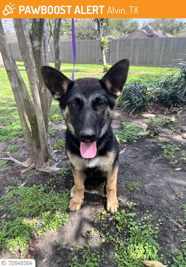 Found/Stray Female Dog last seen Herring Rd in Alvin, Alvin, TX 77511