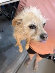 Found/Stray Female Dog last seen Resler and high ridge , El Paso, TX 79912