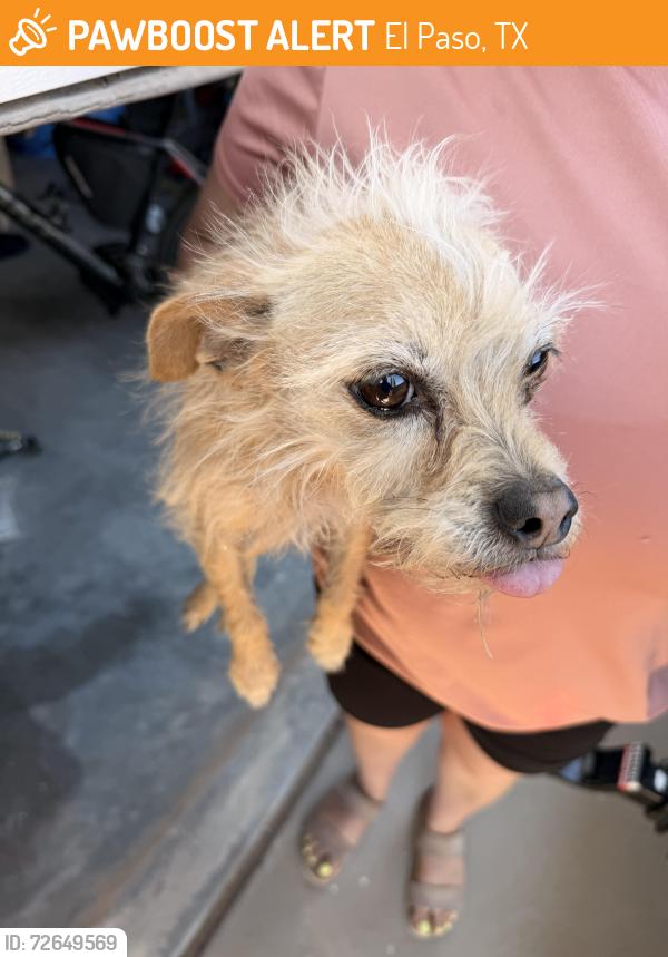 Found/Stray Female Dog last seen Resler and high ridge , El Paso, TX 79912