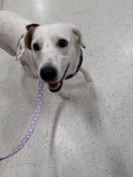 Found/Stray Female Dog last seen Found down the street from All Pets Vet hosp, Philadelphia, PA 19119