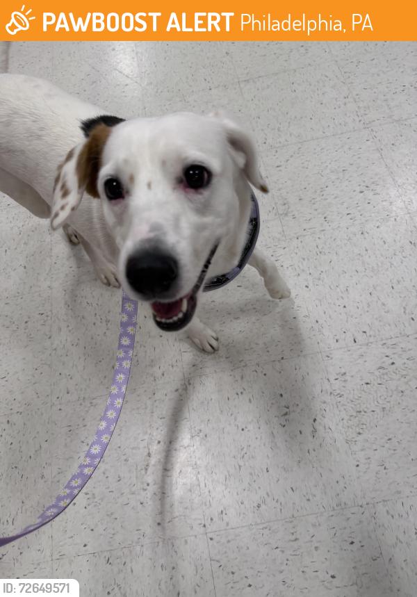 Found/Stray Female Dog last seen Found down the street from All Pets Vet hosp, Philadelphia, PA 19119