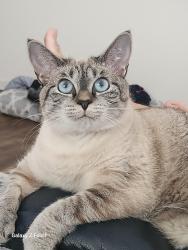 Lost Female Cat last seen Buttonwood Run, St Charles, The Villages, FL 32162