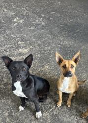 Found/Stray Female Dog last seen Off SPID , Corpus Christi, TX 78416