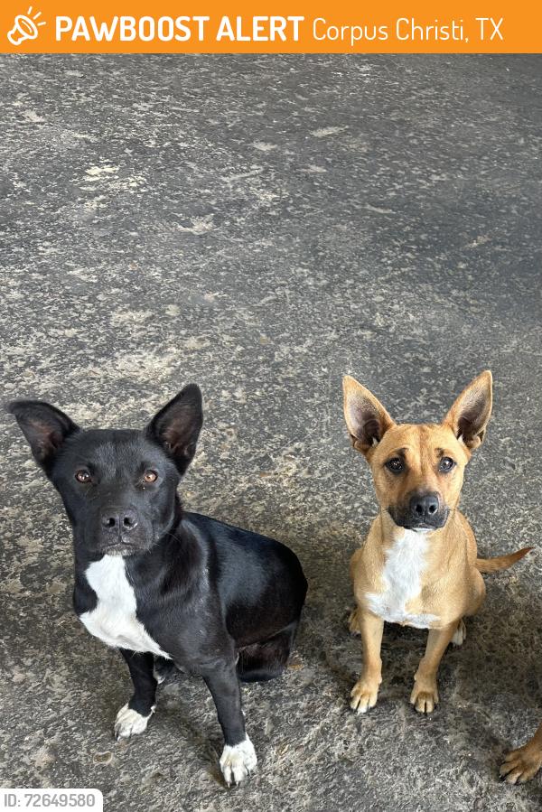 Found/Stray Female Dog last seen Off SPID , Corpus Christi, TX 78416