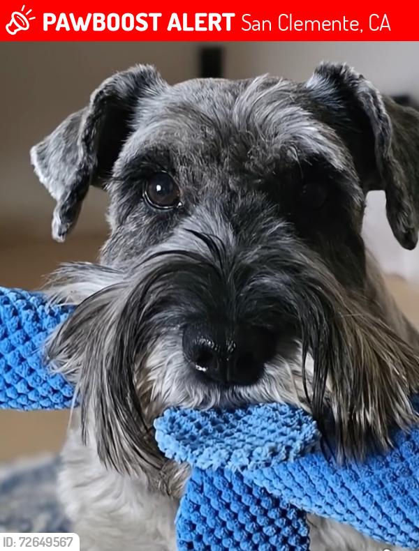 Lost Female Dog last seen Calle Juarez San Clemente CA, San Clemente, CA 92673