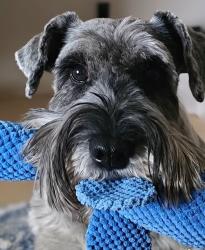 Lost Female Dog last seen Calle Juarez San Clemente CA, San Clemente, CA 92673