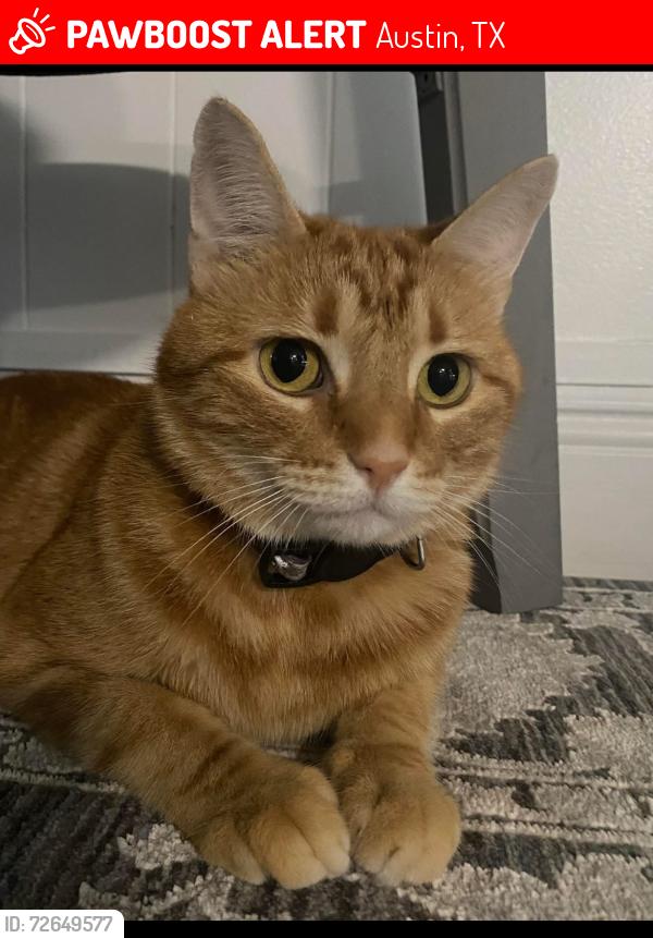 Lost Female Cat last seen Woodland Village Dr near Westwood HS, Austin, TX 78750