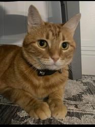 Lost Female Cat last seen Woodland Village Dr near Westwood HS, Austin, TX 78750