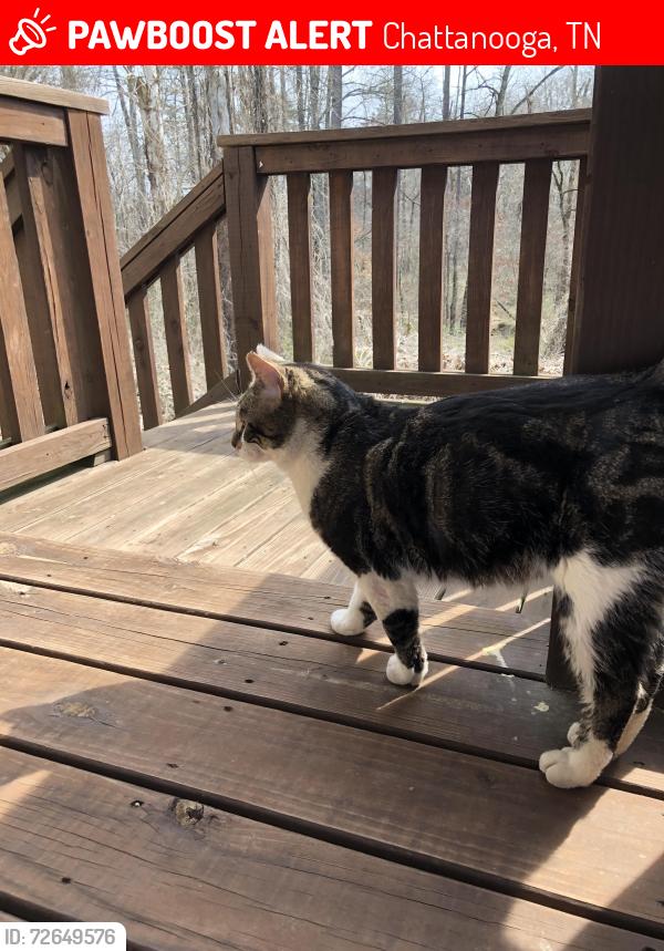 Lost Male Cat last seen Near Gunbarrel rd, Chattanooga, TN 37421