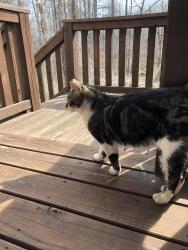 Lost Male Cat last seen Near Gunbarrel rd, Chattanooga, TN 37421