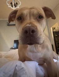 Lost Female Dog last seen E Fourth Avenue , Watauga, TN 37694