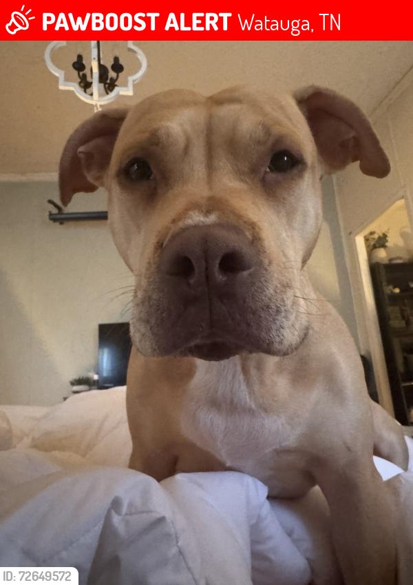 Lost Female Dog last seen E Fourth Avenue , Watauga, TN 37694