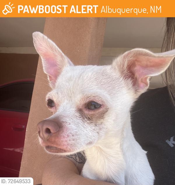 Found/Stray Male Dog last seen Coors and Tower, Albuquerque, NM 87121