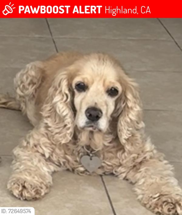 Lost Female Dog last seen Orange and Highland st, Highland, CA 92346