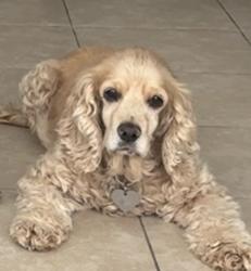 Lost Female Dog last seen Orange and Highland st, Highland, CA 92346