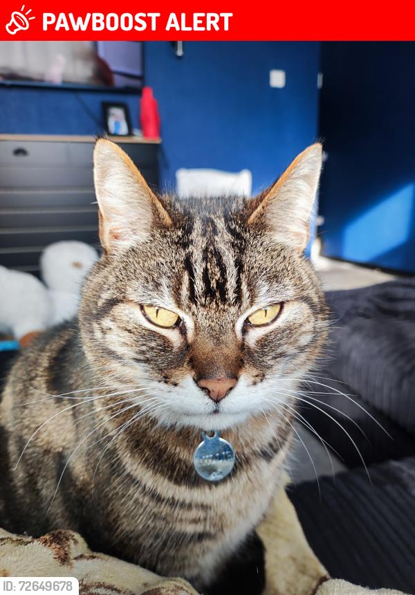 Lost Female Cat last seen Milton street, Westmorland and Furness, England LA14 5RD