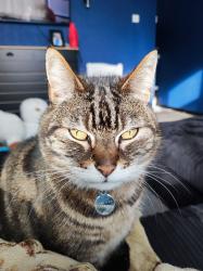 Lost Female Cat last seen Milton street, Westmorland and Furness, England LA14 5RD