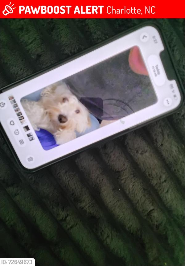 Lost Female Dog last seen Hawthorne parking lot, Charlotte, NC 28204