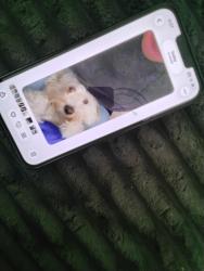 Lost Female Dog last seen Hawthorne parking lot, Charlotte, NC 28204