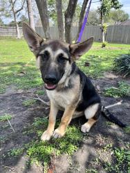 Found/Stray Female Dog last seen Herring Rd in Alvin, Alvin, TX 77511