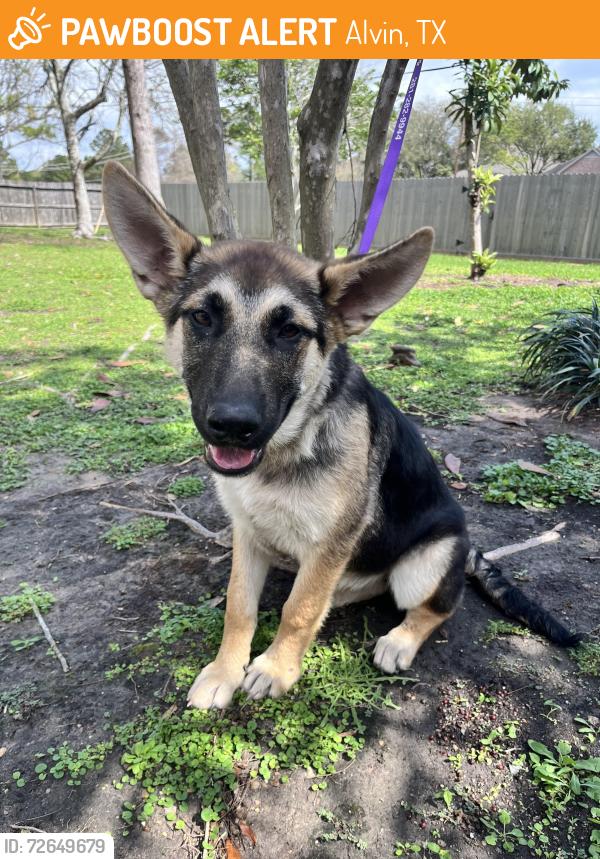 Found/Stray Female Dog last seen Herring Rd in Alvin, Alvin, TX 77511