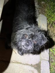 Found/Stray Unknown Dog last seen Clinton and palm, Fresno, CA 93704