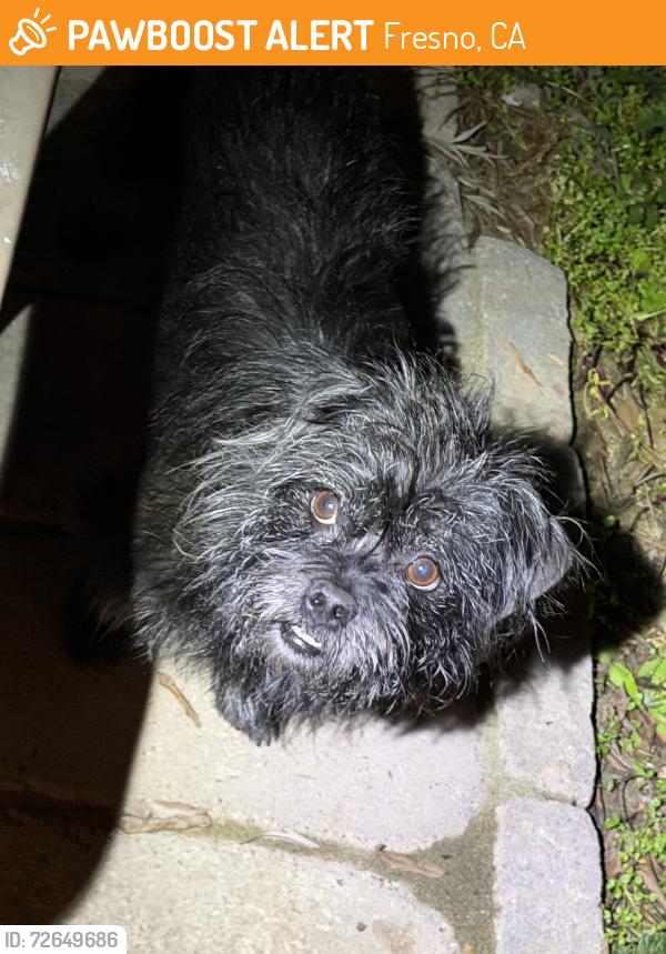 Found/Stray Unknown Dog last seen Clinton and palm, Fresno, CA 93704
