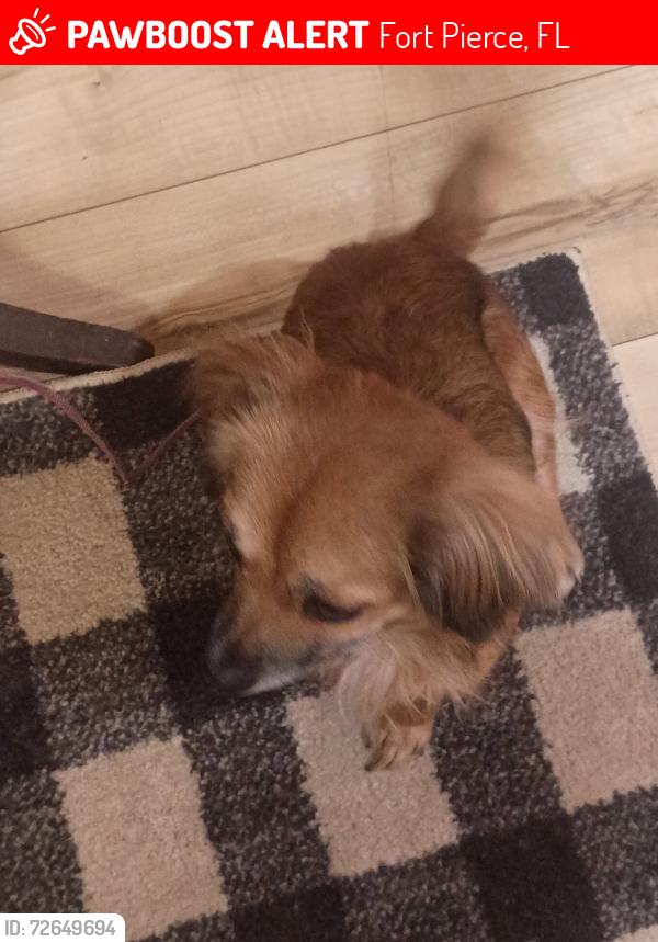 Lost Female Dog last seen Edwards and us1, Fort Pierce, FL 34982